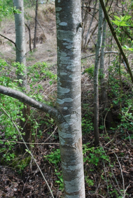 Ostrya carpinifolia / Carpino nero